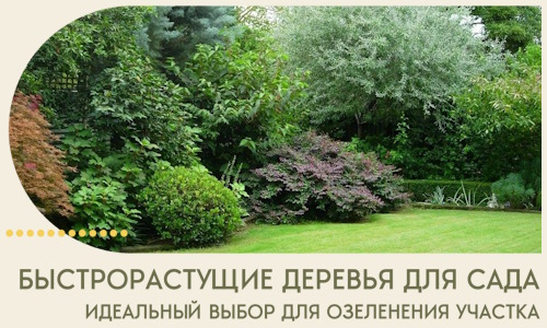 Быстрорастущие деревья для сада идеальный выбор в Верхней Пышме