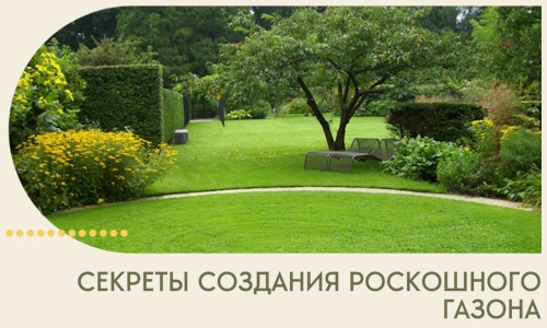 Секреты создания роскошного газона в Верхней Пышме